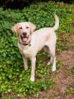 Yellow Labrador dog portrait outdoors. Art Print